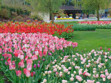 FOTKA - Nae prvn cesta do Holandska - Keukenhof