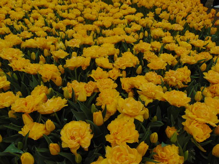 FOTKA - Nae prvn cesta do Holandska - Keukenhof
