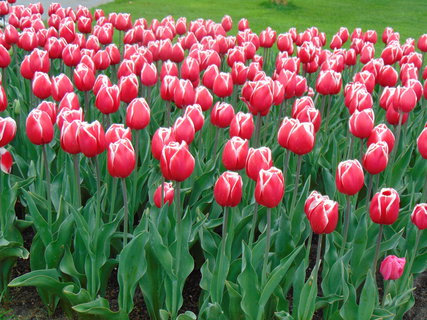 FOTKA - Nae prvn cesta do Holandska - Keukenhof