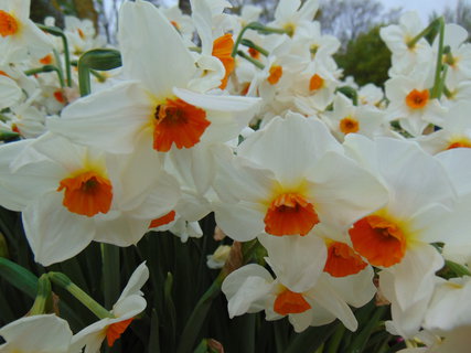 FOTKA - Nae prvn cesta do Holandska - Keukenhof