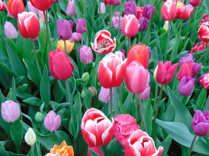 FOTKA - Nae prvn cesta do Holandska - Keukenhof