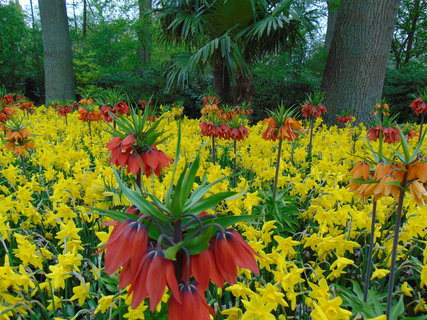 FOTKA - Nae prvn cesta do Holandska - Keukenhof