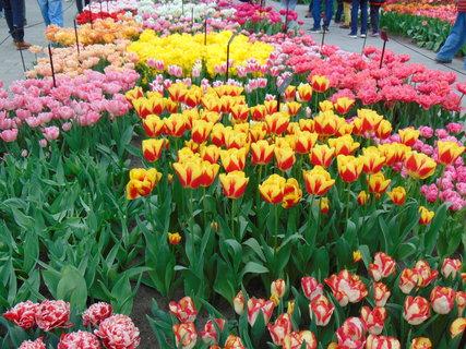 FOTKA - Nae prvn cesta do Holandska - Keukenhof