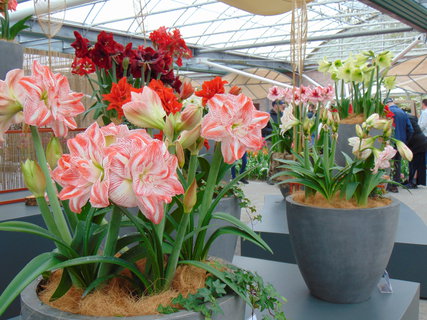 FOTKA - Nae prvn cesta do Holandska - Keukenhof