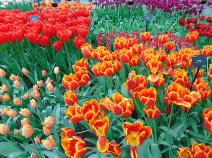 FOTKA - Nae prvn cesta do Holandska - Keukenhof