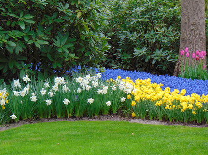 FOTKA - Nae prvn cesta do Holandska - Keukenhof