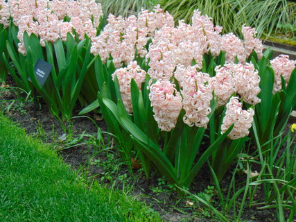 FOTKA - Nae prvn cesta do Holandska - Keukenhof