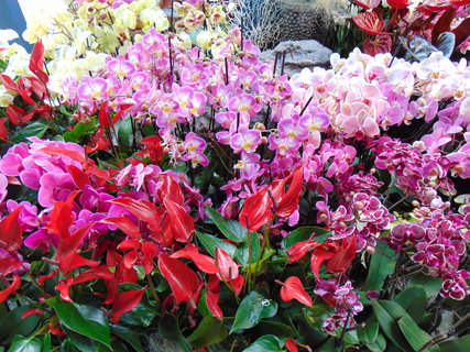 FOTKA - Nae prvn cesta do Holandska - Keukenhof