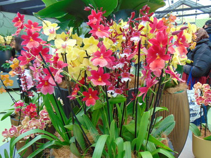 FOTKA - Nae prvn cesta do Holandska - Keukenhof