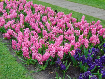 FOTKA - Nae prvn cesta do Holandska - Keukenhof