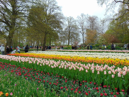 FOTKA - Nae prvn cesta do Holandska - Keukenhof