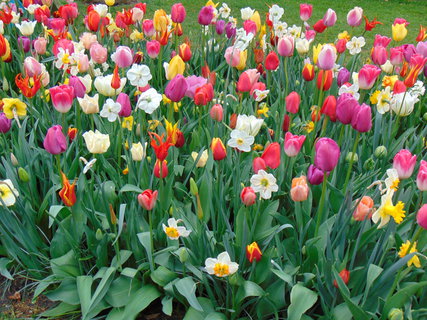 FOTKA - Nae prvn cesta do Holandska - Keukenhof