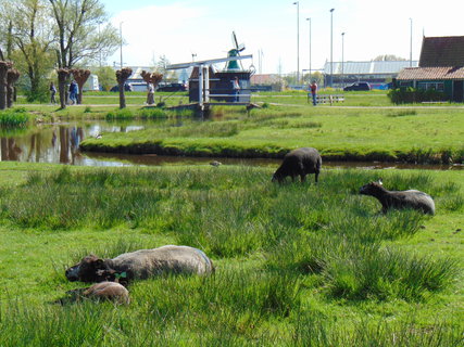 FOTKA - Nae prvn cesta do Holandska - Zaanse Schans
