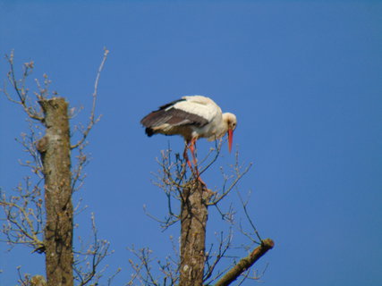 FOTKA - Nae prvn cesta do Holandska - zmek a park De Haar