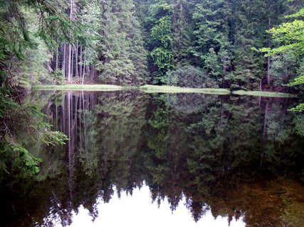 FOTKA - Boubnsk prales a jezrko