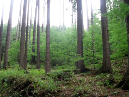 FOTKA - Boubnsk prales a jezrko