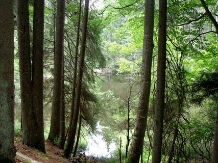 FOTKA - Boubnsk prales a jezrko