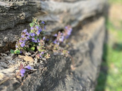 FOTKA - Chrudimsk prodn pamtka Pta ostrovy