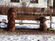 Harrachov - celoron turisty vyhledvan msto