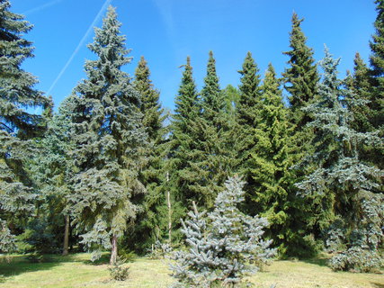 FOTKA - I tady jsme byli - Dendrologick zahrada Prhonice