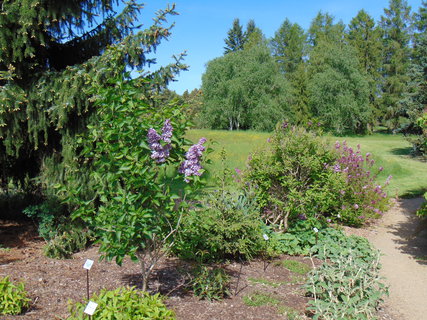 FOTKA - I tady jsme byli - Dendrologick zahrada Prhonice
