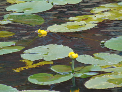 FOTKA - Nedln vlet - pokraovn - Bad Muskau
