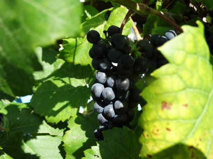 FOTKA - I tady jsme byli - Morava vinask