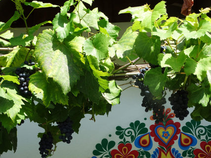 FOTKA - I tady jsme byli - Morava vinask