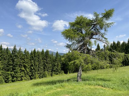 FOTKA - ZVelk py na krkonosk boudy