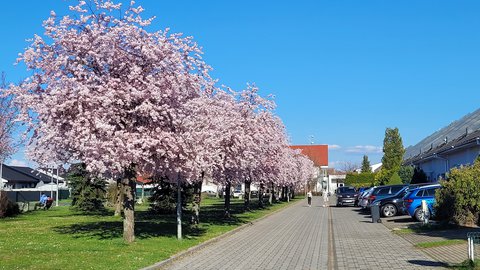 FOTKA - Svatojakubsk vchodoesk - vlet tvrt