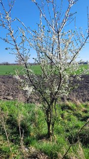 FOTKA - Svatojakubsk vchodoesk - vlet tvrt