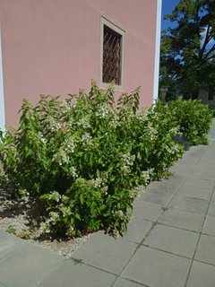 FOTKA - Putovn po jin Morav - Poutn kostel tpa