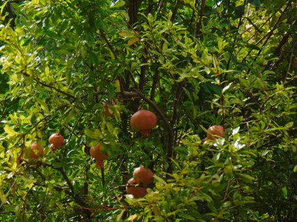 FOTKA - Ohldnut za dovolenou - Hum