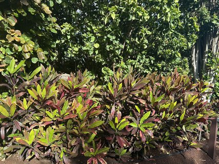 FOTKA - Tenerife - to je dovolenkov rj