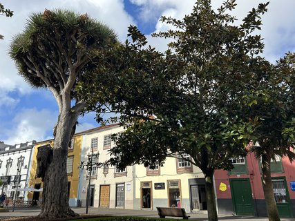 FOTKA - Tenerife - to je dovolenkov rj