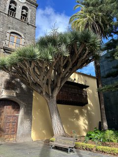 FOTKA - Tenerife - to je dovolenkov rj