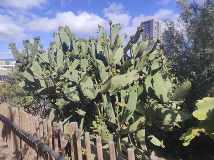 FOTKA - Tenerife - to je dovolenkov rj