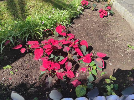 FOTKA - Tenerife - to je dovolenkov rj