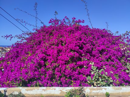 FOTKA - Tenerife - to je dovolenkov rj