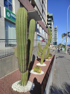 FOTKA - Tenerife - to je dovolenkov rj