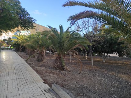 FOTKA - Tenerife - to je dovolenkov rj