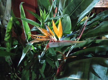 FOTKA - Tenerife - to je dovolenkov rj