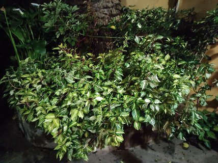 FOTKA - Tenerife - to je dovolenkov rj