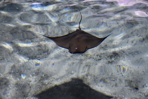 FOTKA - Putovn po jin Morav  ZOO Len