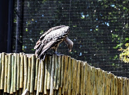 FOTKA - Putovn po jin Morav  ZOO Len