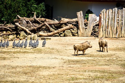 FOTKA - Putovn po jin Morav  ZOO Len
