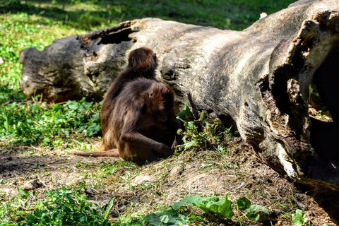 FOTKA - Putovn po jin Morav  ZOO Len