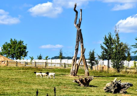 FOTKA - Putovn po jin Morav  ZOO Len