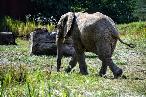 FOTKA - Putovn po jin Morav  ZOO Len