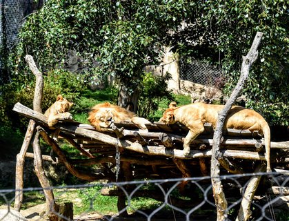 FOTKA - Putovn po jin Morav  ZOO Len